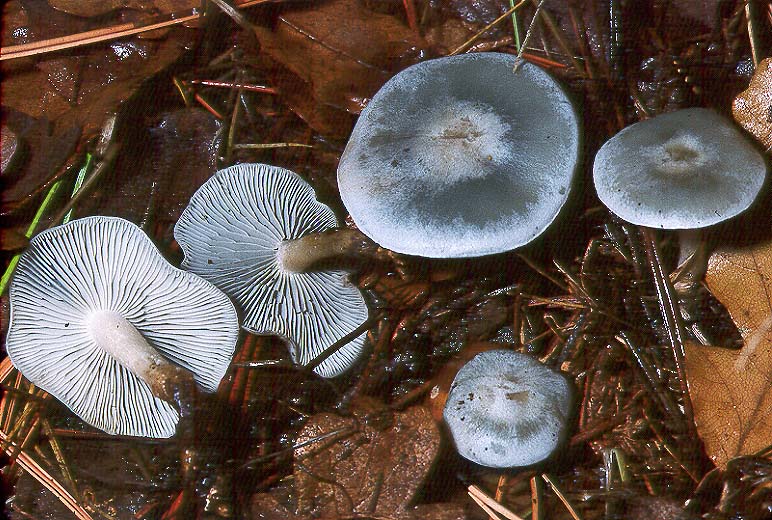 Clitocybe odora